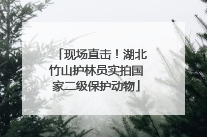 现场直击！湖北竹山护林员实拍国家二级保护动物