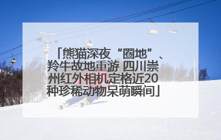 熊猫深夜“圈地”、羚牛故地重游 四川崇州红外相机定格近20种珍稀动物呆萌瞬间