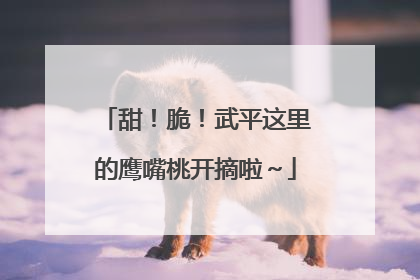 甜！脆！武平这里的鹰嘴桃开摘啦～