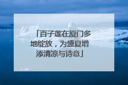 百子莲在厦门多地绽放，为盛夏增添清凉与诗意