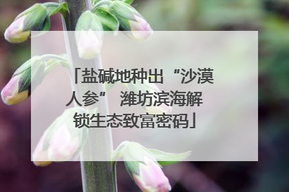 盐碱地种出“沙漠人参” 潍坊滨海解锁生态致富密码