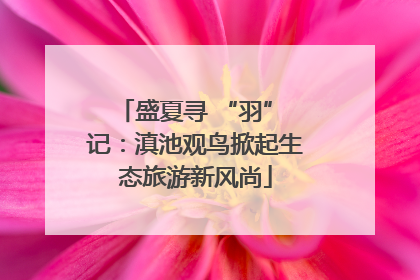 盛夏寻 “羽” 记：滇池观鸟掀起生态旅游新风尚