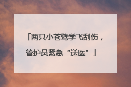 两只小苍鹭学飞刮伤，管护员紧急“送医”