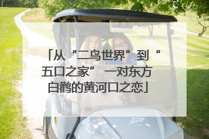 从“二鸟世界”到“五口之家” 一对东方白鹳的黄河口之恋
