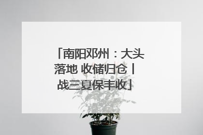 南阳邓州：大头落地 收储归仓丨战三夏保丰收