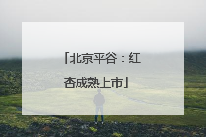 北京平谷：红杏成熟上市