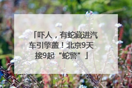 吓人，有蛇藏进汽车引擎盖！北京9天接9起“蛇警”