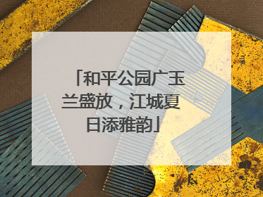 和平公园广玉兰盛放，江城夏日添雅韵