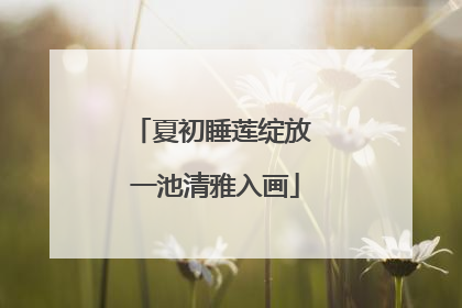 夏初睡莲绽放 一池清雅入画