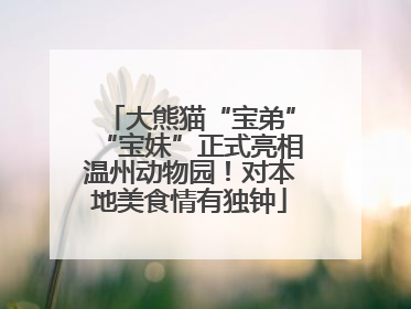大熊猫“宝弟”“宝妹”正式亮相温州动物园！对本地美食情有独钟