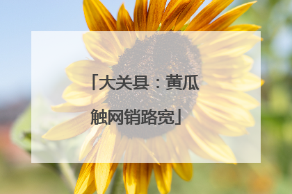 大关县：黄瓜触网销路宽