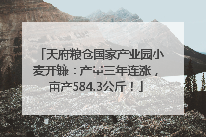天府粮仓国家产业园小麦开镰：产量三年连涨，亩产584.3公斤！
