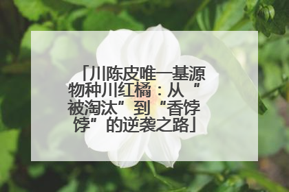 川陈皮唯一基源物种川红橘：从“被淘汰”到“香饽饽”的逆袭之路