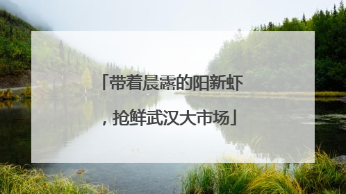 带着晨露的阳新虾，抢鲜武汉大市场