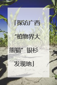 探访广西“植物界大熊猫”银杉发现地
