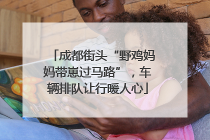 成都街头“野鸡妈妈带崽过马路”，车辆排队让行暖人心