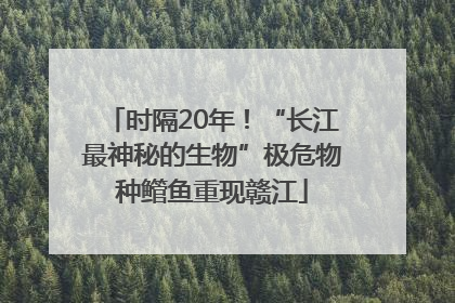 时隔20年！“长江最神秘的生物”极危物种鳤鱼重现赣江