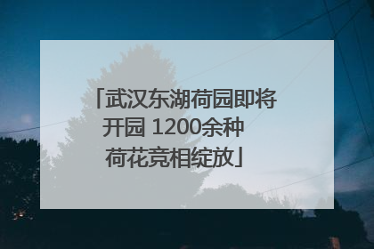 武汉东湖荷园即将开园 1200余种荷花竞相绽放
