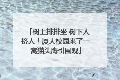 树上排排坐 树下人挤人！厦大校园来了一窝猫头鹰引围观