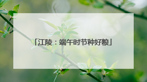 江陵：端午时节种好粮