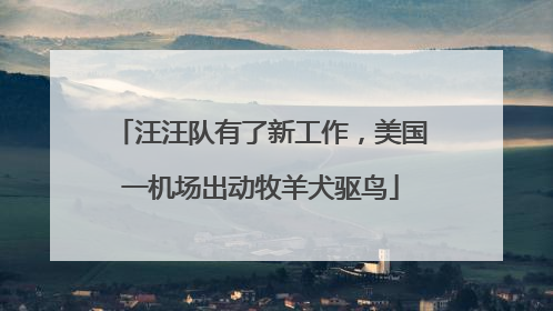 汪汪队有了新工作，美国一机场出动牧羊犬驱鸟