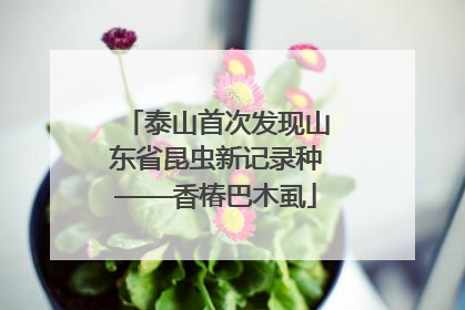 泰山首次发现山东省昆虫新记录种——香椿巴木虱