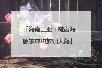 海南三亚：糙齿海豚被成功放归大海