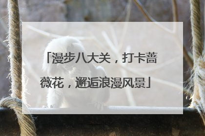 漫步八大关，打卡蔷薇花，邂逅浪漫风景