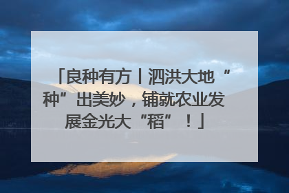 良种有方丨泗洪大地“种”出美妙，铺就农业发展金光大“稻”！
