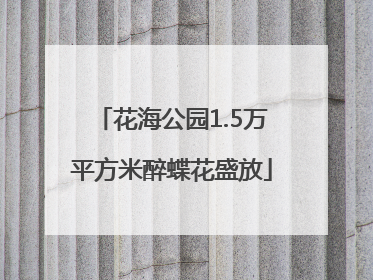 花海公园1.5万平方米醉蝶花盛放