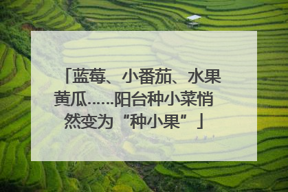 蓝莓、小番茄、水果黄瓜……阳台种小菜悄然变为“种小果”