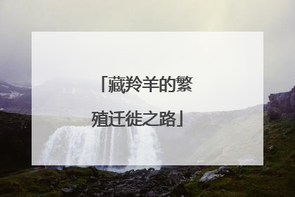 藏羚羊的繁殖迁徙之路