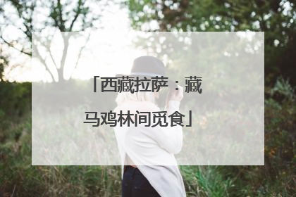 西藏拉萨：藏马鸡林间觅食
