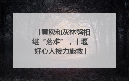黄麂和灰林鸮相继“落难”，十堰好心人接力施救