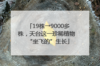 19株→9000多株，天台这一珍稀植物“坐飞的”生长