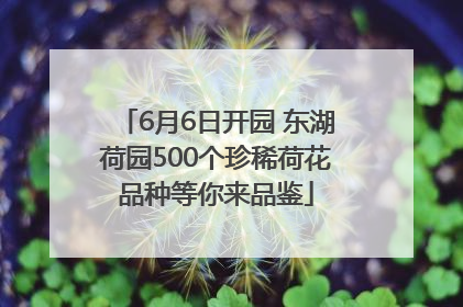 6月6日开园 东湖荷园500个珍稀荷花品种等你来品鉴